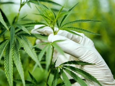 WFS Pharmagreen finalises blueprints for cannabis research and production facility